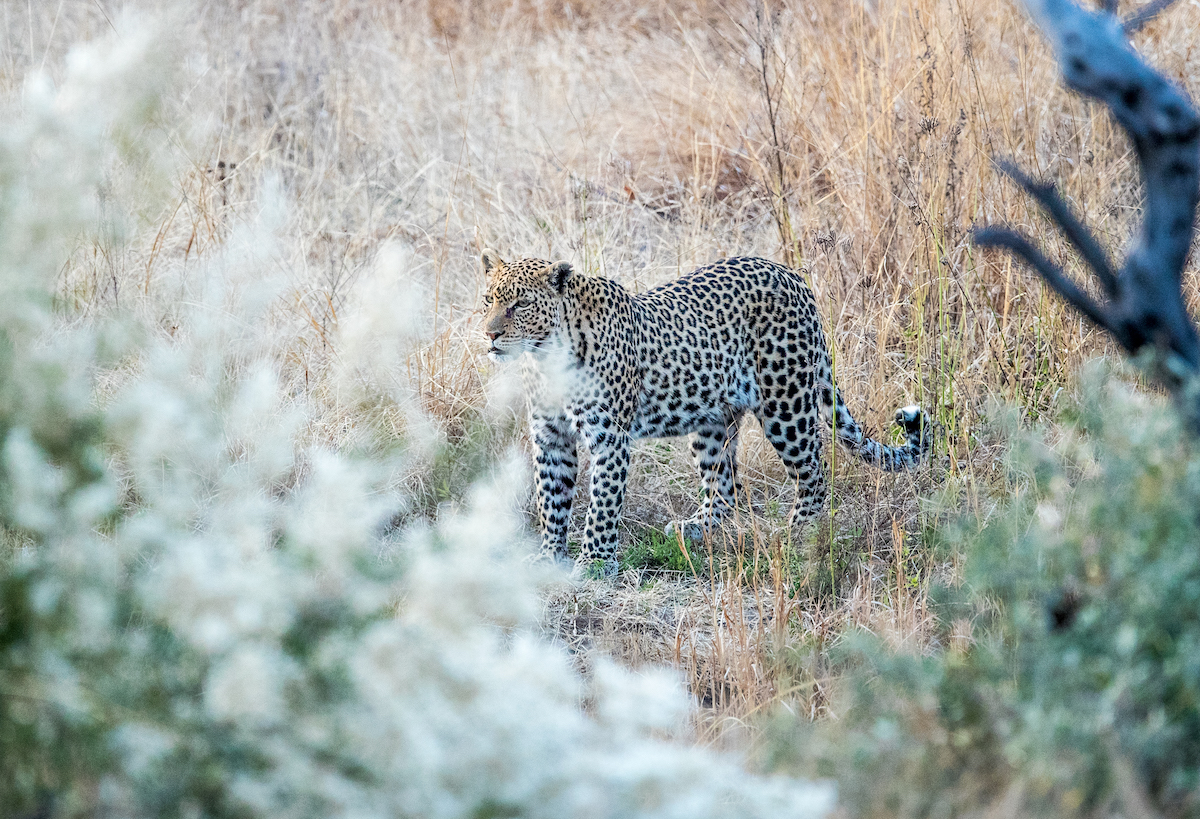 A leopard standing in tall grass, blending into the surroundings, captured during a BST Tours safari in Greater Kruger.