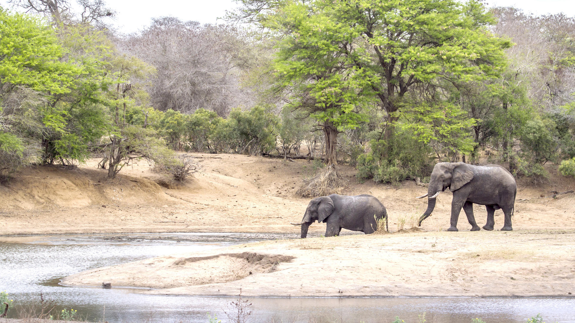 Balule Private Game Reserve | Bst Tours